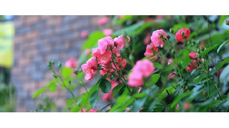 薔薇盛放，映襯郡園風(fēng)采——百米圍墻的初夏之美！